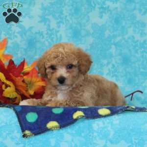 Spruce, Bich-Poo Puppy
